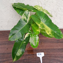 Load image into Gallery viewer, #R25 Variegated Philodendron Burle Marx - Non TC Enliven