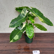 Load image into Gallery viewer, #R25 Variegated Philodendron Burle Marx - Non TC Enliven