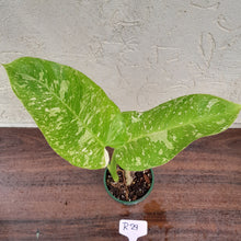 Load image into Gallery viewer, #R29 Non TC Philodendron Jose Buono