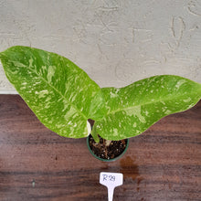Load image into Gallery viewer, #R29 Non TC Philodendron Jose Buono