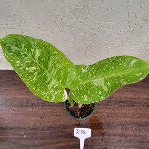 #R29 Non TC Philodendron Jose Buono