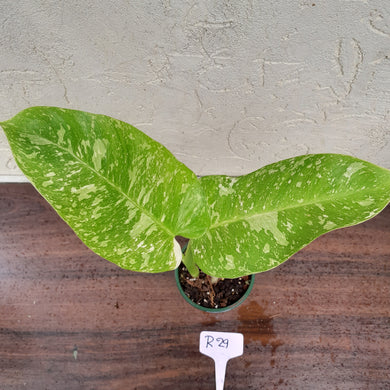 #R29 Non TC Philodendron Jose Buono