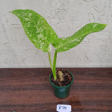 Load image into Gallery viewer, #R29 Non TC Philodendron Jose Buono