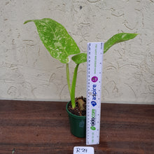 Load image into Gallery viewer, #R29 Non TC Philodendron Jose Buono