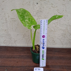 #R29 Non TC Philodendron Jose Buono