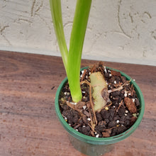 Load image into Gallery viewer, #R29 Non TC Philodendron Jose Buono
