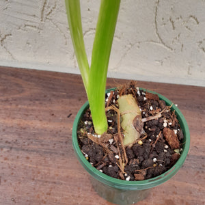 #R29 Non TC Philodendron Jose Buono