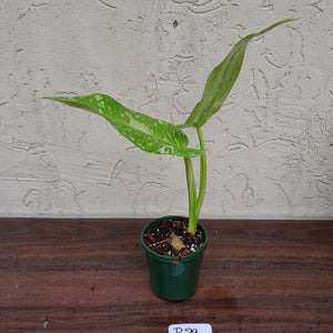 #R29 Non TC Philodendron Jose Buono