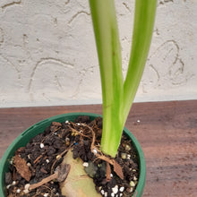 Load image into Gallery viewer, #R29 Non TC Philodendron Jose Buono