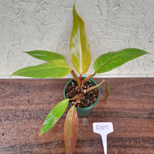Load image into Gallery viewer, #R107 Philodendron Golden Tuxtla x Red Wings