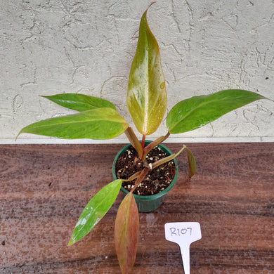 #R107 Philodendron Golden Tuxtla x Red Wings