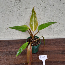 Load image into Gallery viewer, #R107 Philodendron Golden Tuxtla x Red Wings