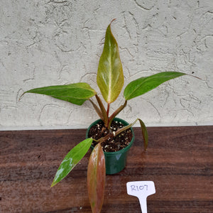 #R107 Philodendron Golden Tuxtla x Red Wings