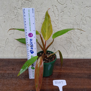 #R107 Philodendron Golden Tuxtla x Red Wings