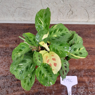 #D36 Variegated Maranta Leuconeura