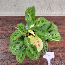 Load image into Gallery viewer, #D36 Variegated Maranta Leuconeura