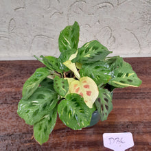Load image into Gallery viewer, #D36 Variegated Maranta Leuconeura