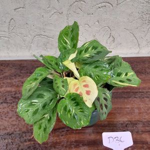 #D36 Variegated Maranta Leuconeura