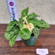 Load image into Gallery viewer, #D36 Variegated Maranta Leuconeura
