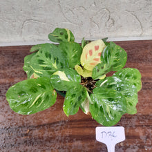 Load image into Gallery viewer, #D36 Variegated Maranta Leuconeura