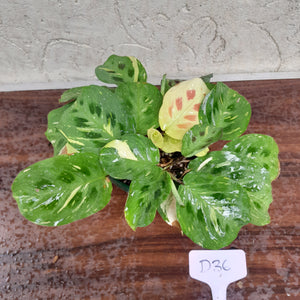 #D36 Variegated Maranta Leuconeura
