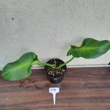 Load image into Gallery viewer, #R29 Philodendron Rugosum - Aberrant Form