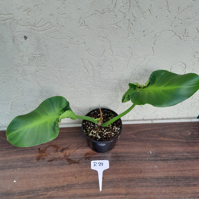 #R29 Philodendron Rugosum - Aberrant Form