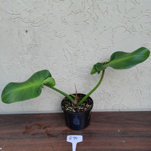 Load image into Gallery viewer, #R29 Philodendron Rugosum - Aberrant Form