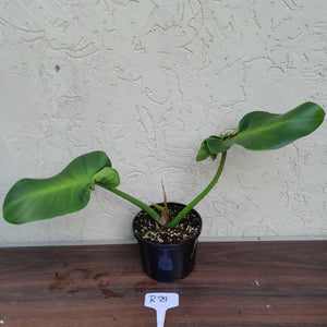 #R29 Philodendron Rugosum - Aberrant Form