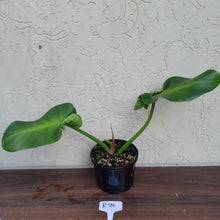 Load image into Gallery viewer, #R29 Philodendron Rugosum - Aberrant Form