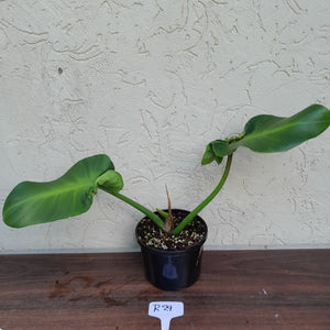#R29 Philodendron Rugosum - Aberrant Form