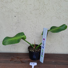 Load image into Gallery viewer, #R29 Philodendron Rugosum - Aberrant Form