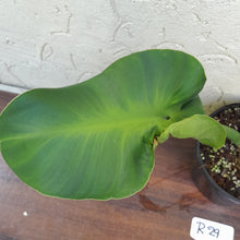 Load image into Gallery viewer, #R29 Philodendron Rugosum - Aberrant Form