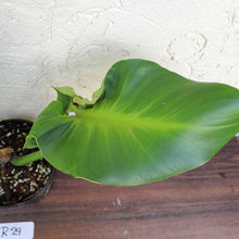 Load image into Gallery viewer, #R29 Philodendron Rugosum - Aberrant Form