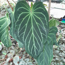 Load image into Gallery viewer, #14C Anthurium Complex