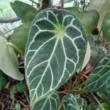 Load image into Gallery viewer, #14C Anthurium Complex