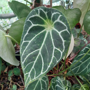 #14C Anthurium Complex