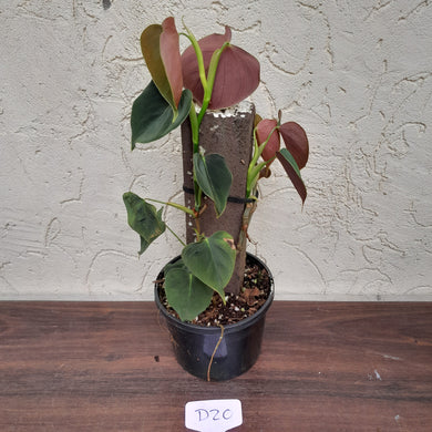 #D20 Philodendron Lupinum