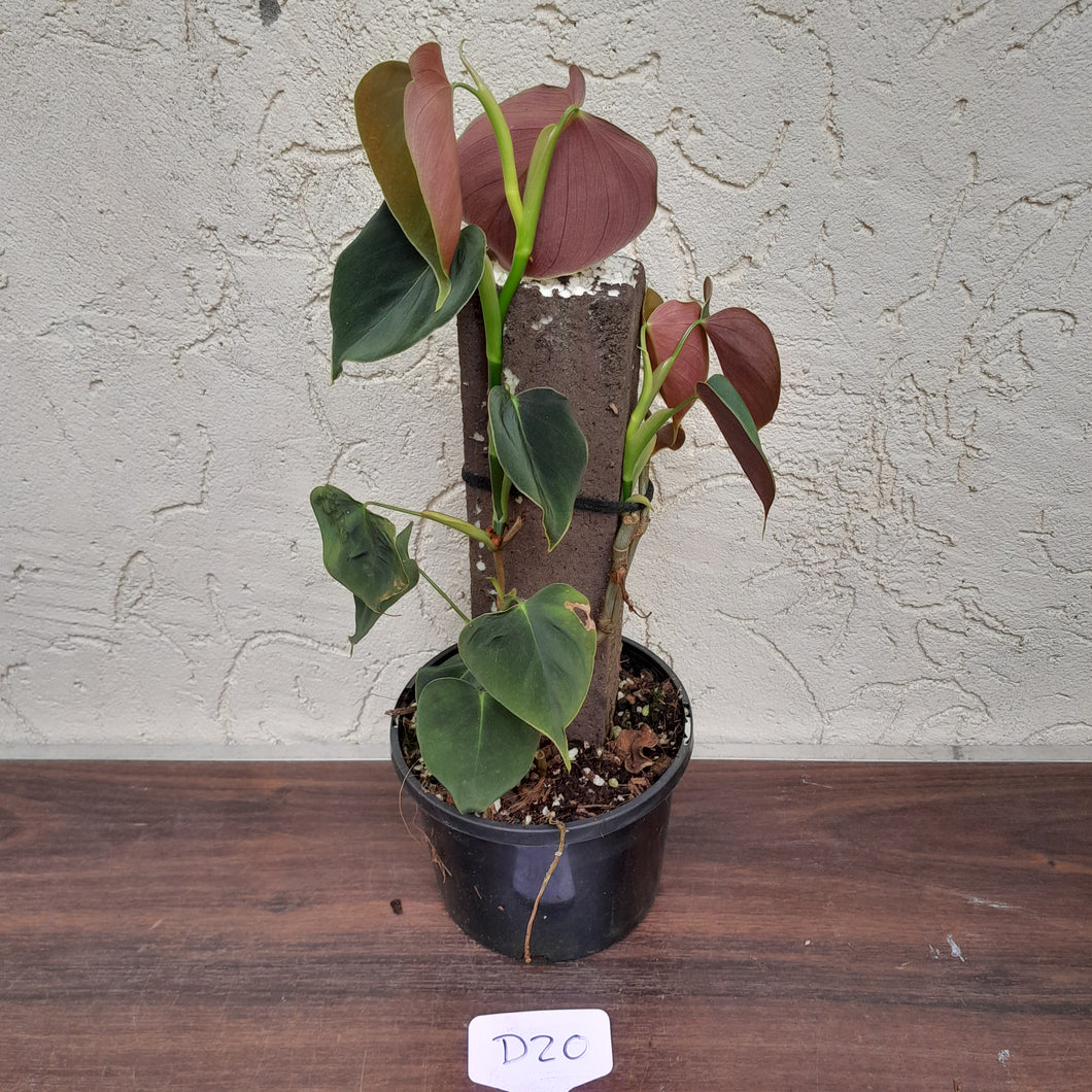 #D20 Philodendron Lupinum