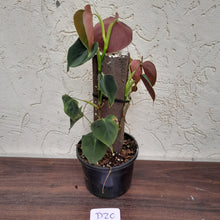 Load image into Gallery viewer, #D20 Philodendron Lupinum