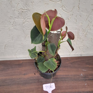 #D20 Philodendron Lupinum