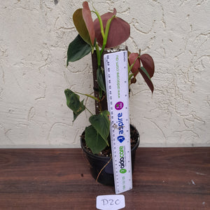 #D20 Philodendron Lupinum