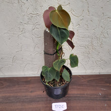 Load image into Gallery viewer, #D20 Philodendron Lupinum