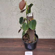 Load image into Gallery viewer, #D20 Philodendron Lupinum