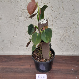 #D20 Philodendron Lupinum