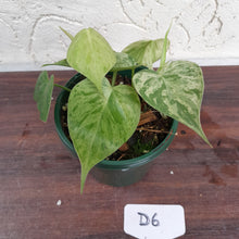 Load image into Gallery viewer, #D6 Variegated Philodendron Heart Leaf