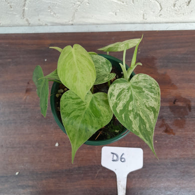 #D6 Variegated Philodendron Heart Leaf