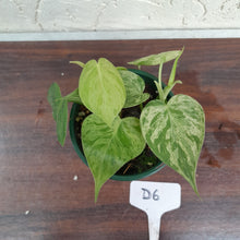 Load image into Gallery viewer, #D6 Variegated Philodendron Heart Leaf