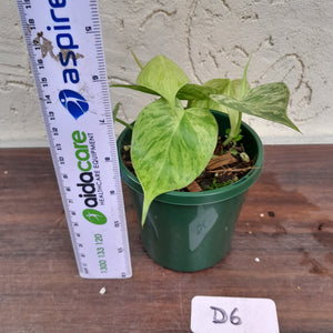 #D6 Variegated Philodendron Heart Leaf