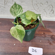 Load image into Gallery viewer, #D6 Variegated Philodendron Heart Leaf